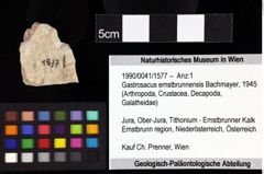 Foto (Objket + Etiketten) von Decapoda indet. 